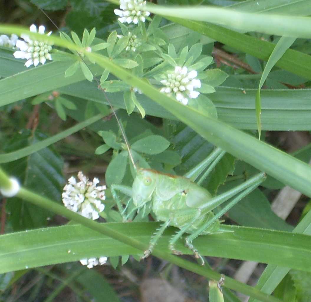 Cavallette istriane